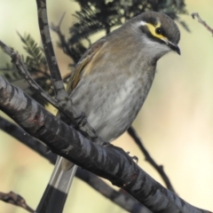 Caligavis chrysops (Yellow-faced Honeyeater) at Tinderry, NSW - 15 Apr 2024 by danswell