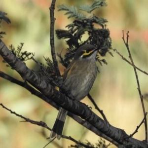 Caligavis chrysops at Mt Holland - 15 Apr 2024