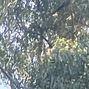 Polytelis swainsonii at Lyneham, ACT - suppressed