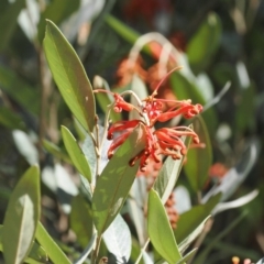 Grevillea victoriae at Brindabella, ACT - 27 Feb 2024 by RAllen