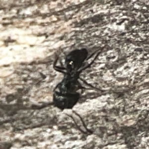 Formicidae (family) at QPRC LGA - 15 Apr 2024