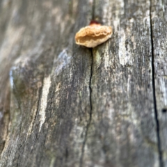 Truncospora ochroleuca at QPRC LGA - 15 Apr 2024