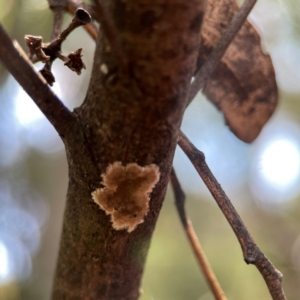 Septobasidium sp. at QPRC LGA - 15 Apr 2024