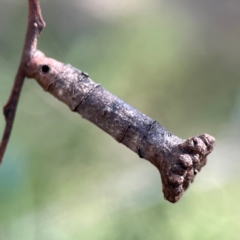 Apiomorpha calycina/urnalis* species complex (A gall forming scale) at QPRC LGA - 15 Apr 2024 by Hejor1