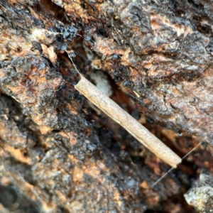 Hemibela (genus) at QPRC LGA - 15 Apr 2024