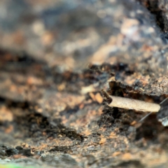 Hemibela (genus) at QPRC LGA - 15 Apr 2024