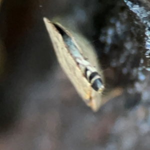 Lepidoptera unclassified IMMATURE moth at QPRC LGA - 15 Apr 2024