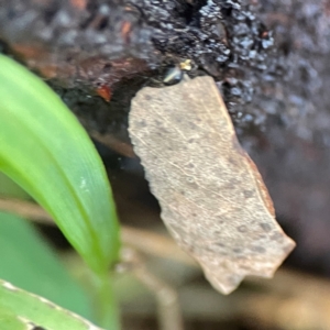 Lepidoptera unclassified IMMATURE moth at QPRC LGA - 15 Apr 2024