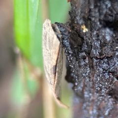 Lepidoptera unclassified IMMATURE moth at QPRC LGA - 15 Apr 2024