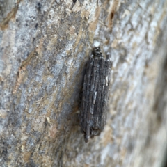 Clania lewinii (Lewin's case moth) at Greenleigh, NSW - 15 Apr 2024 by Hejor1