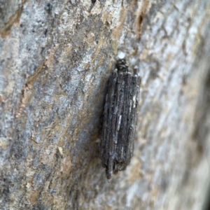 Clania lewinii & similar Casemoths at QPRC LGA - 15 Apr 2024 12:57 PM