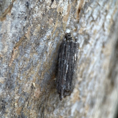 Clania lewinii & similar Casemoths (Parallel stick Case Moths) at QPRC LGA - 15 Apr 2024 by Hejor1