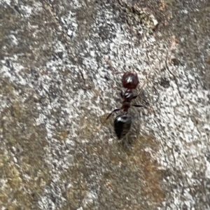 Crematogaster sp. (genus) at QPRC LGA - 15 Apr 2024