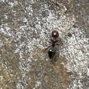 Crematogaster sp. (genus) (Acrobat ant, Cocktail ant) at QPRC LGA by Hejor1