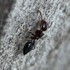 Crematogaster sp. (genus) at QPRC LGA - 15 Apr 2024