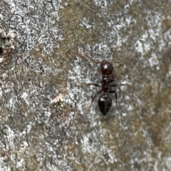 Crematogaster sp. (genus) at QPRC LGA - 15 Apr 2024