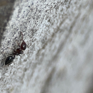 Crematogaster sp. (genus) at QPRC LGA - 15 Apr 2024