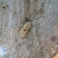 Ledromorpha planirostris (A leafhopper) at QPRC LGA - 15 Apr 2024 by Hejor1