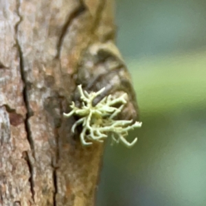 Usnea sp. (genus) (Bearded lichen) at QPRC LGA by Hejor1