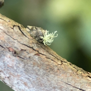 Usnea sp. (genus) at QPRC LGA - 15 Apr 2024