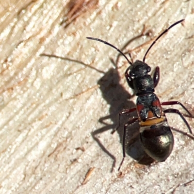 Daerlac cephalotes (Ant Mimicking Seedbug) at Greenleigh, NSW - 15 Apr 2024 by Hejor1