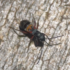 Daerlac cephalotes at QPRC LGA - 15 Apr 2024