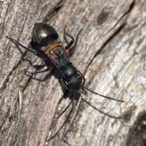 Daerlac cephalotes at QPRC LGA - 15 Apr 2024