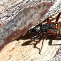 Daerlac cephalotes at QPRC LGA - 15 Apr 2024