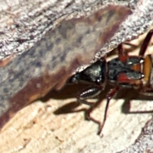 Daerlac cephalotes at QPRC LGA - 15 Apr 2024 01:38 PM