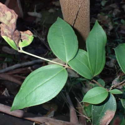 Rhodamnia rubescens (Scrub Turpentine, Brown Malletwood) at Currowan State Forest - 14 Apr 2024 by plants