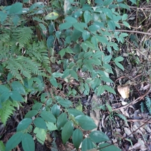 Rhodamnia rubescens at Currowan State Forest - 15 Apr 2024