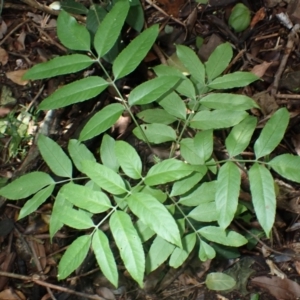 Polyscias murrayi (Pencil Cedar) at Currowan, NSW by plants