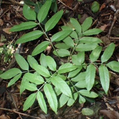 Polyscias murrayi (Pencil Cedar) at Currowan, NSW - 15 Apr 2024 by plants