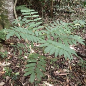 Polyscias murrayi at Currowan State Forest - 15 Apr 2024