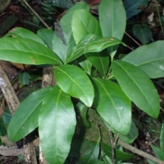 Elaeodendron australe var. australe (Red Olive Plum) at Currowan, NSW - 14 Apr 2024 by plants