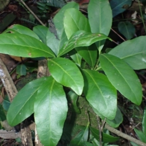 Elaeodendron australe var. australe at Currowan State Forest - 15 Apr 2024