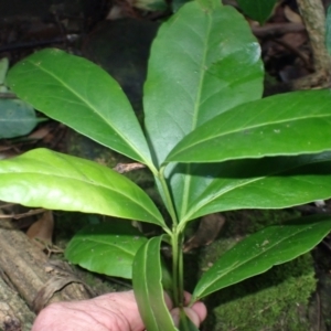 Elaeodendron australe var. australe at Currowan State Forest - 15 Apr 2024