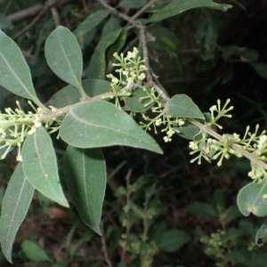 Notelaea longifolia at Currowan State Forest - 15 Apr 2024 11:10 AM