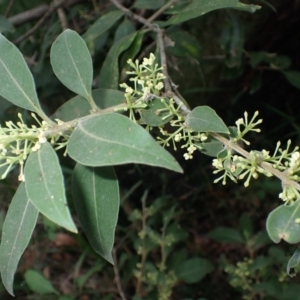 Notelaea longifolia (Long-Leaved Mock Olive) at Currowan, NSW by plants