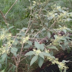 Notelaea longifolia at Currowan State Forest - 15 Apr 2024