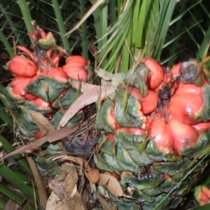 Macrozamia communis (Burrawang) at Currowan, NSW by plants