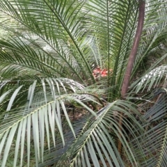 Macrozamia communis at Currowan State Forest - 15 Apr 2024