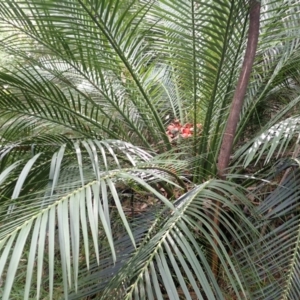 Macrozamia communis at Currowan State Forest - 15 Apr 2024