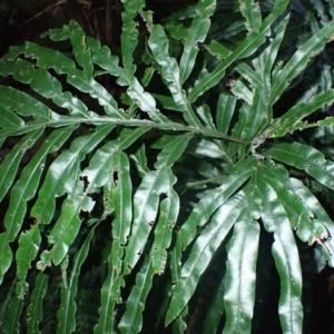 Pteris umbrosa (Jungle Brake) at Currowan, NSW by plants