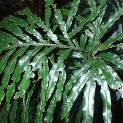 Pteris umbrosa (Jungle Brake) at Currowan, NSW - 15 Apr 2024 by plants