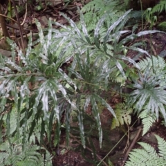 Pteris umbrosa at Currowan State Forest - 15 Apr 2024 10:16 AM