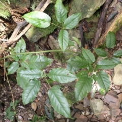 Rubus nebulosus (A Native Raspberry) at Currowan State Forest - 15 Apr 2024 by plants