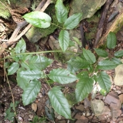 Rubus nebulosus (A Native Raspberry) at Currowan, NSW - 15 Apr 2024 by plants