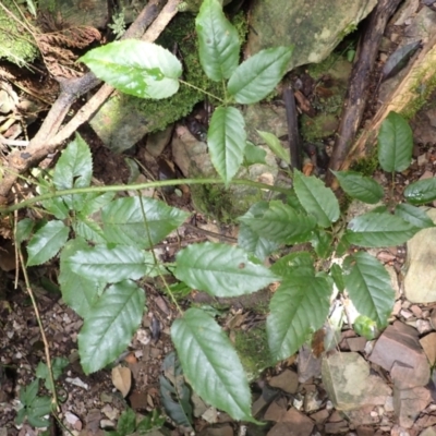 Rubus nebulosus (A Native Raspberry) at Currowan State Forest - 15 Apr 2024 by plants