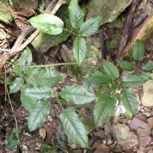 Rubus nebulosus (A Native Raspberry) at Currowan, NSW by plants